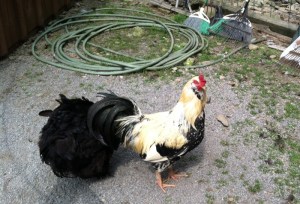 Chickens at Deer Park in Jamestown, Pennsylvania